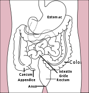 Diagramme indiquant la position de l'appendice par rapport au colon et au cæcum